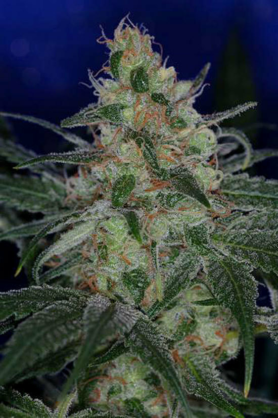 TGA Subcool Seeds - Purple Apollo-13 aka &quot;The Void&quot; (reg.)