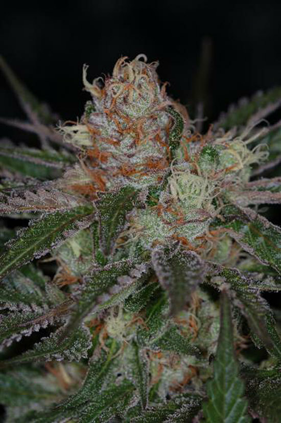 TGA Subcool Seeds - Purple Apollo-13 aka &quot;The Void&quot; (reg.)