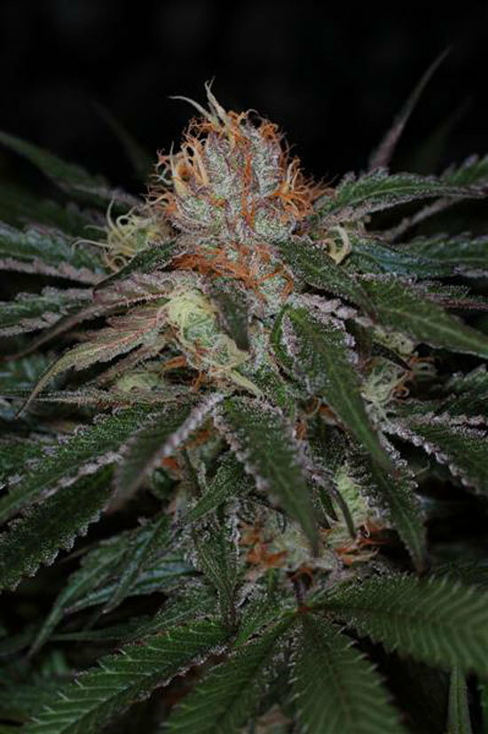 TGA Subcool Seeds - Purple Apollo-13 aka &quot;The Void&quot; (reg.)
