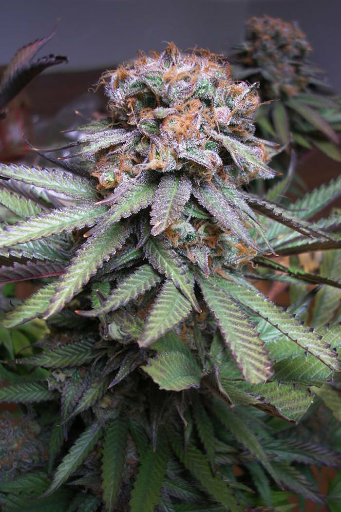TGA Subcool Seeds - Querkle (reg.)