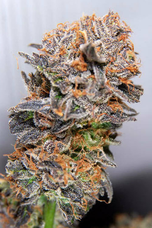 TGA Subcool Seeds - Querkle (reg.)