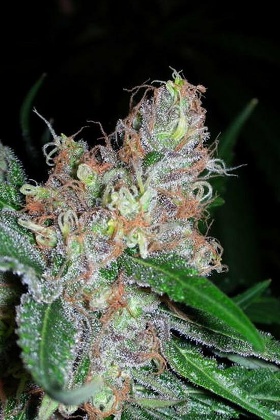 TGA Subcool Seeds - Querkle (reg.)
