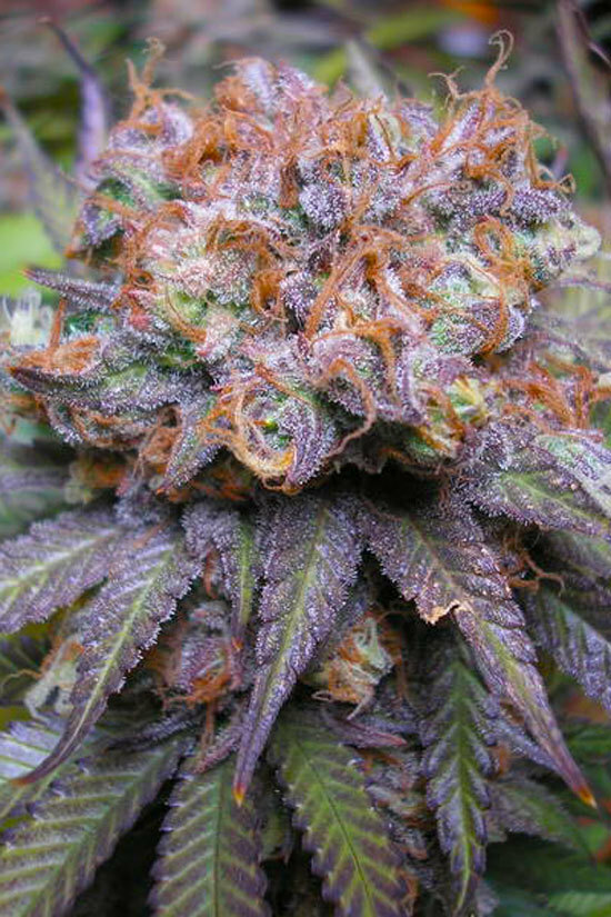 TGA Subcool Seeds - Querkle (reg.)