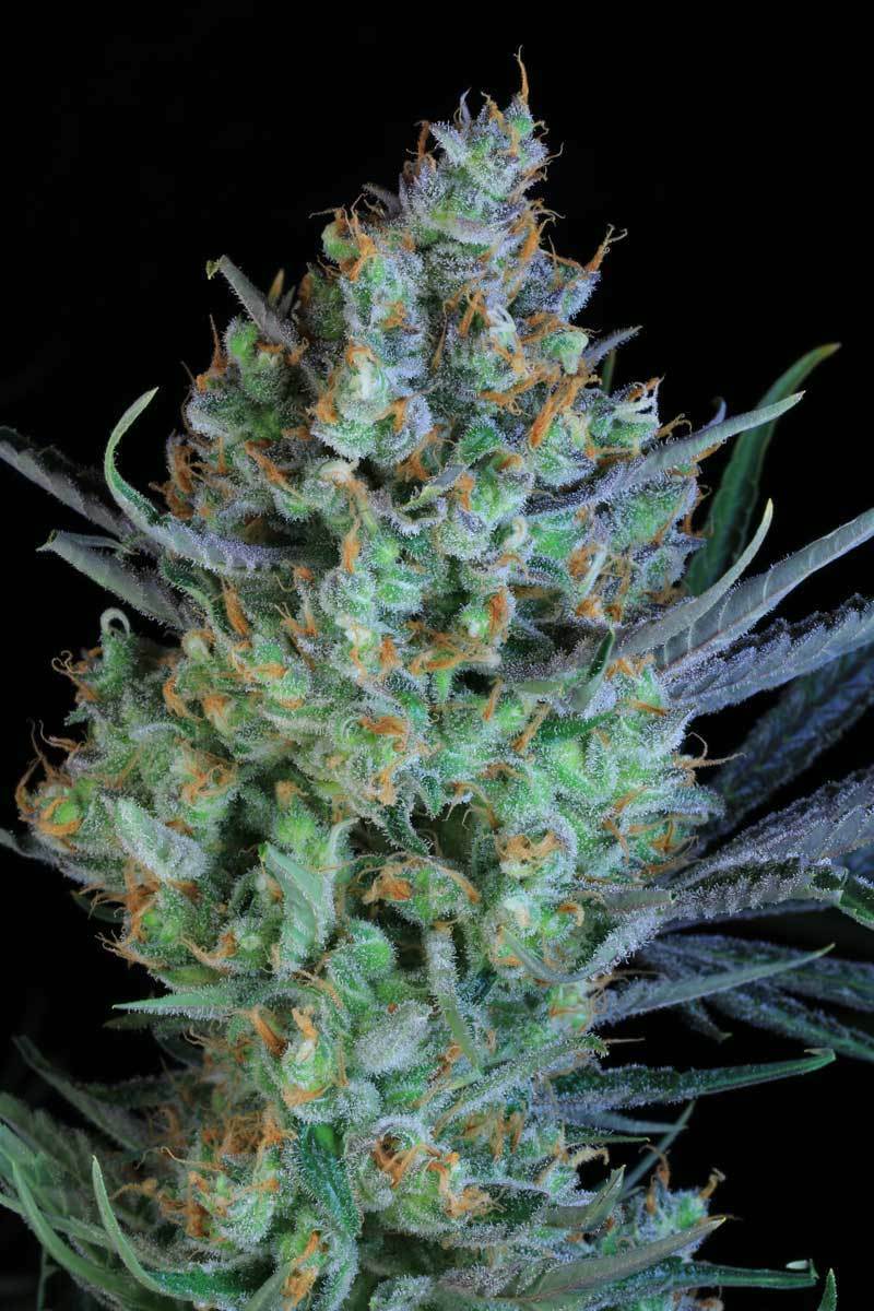 TGA Subcool Seeds - Jacked-Up (reg.)