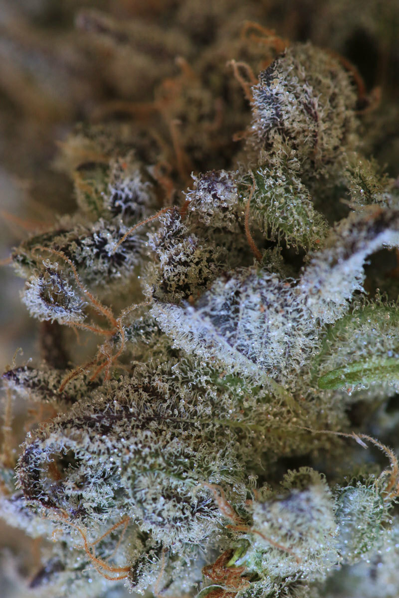 TGA Subcool Seeds - Jacked-Up (reg.)