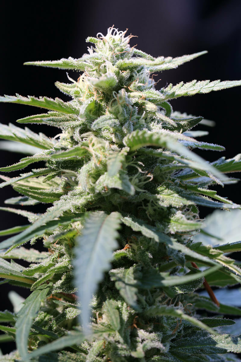 TGA Subcool Seeds - Jacked-Up (reg.)