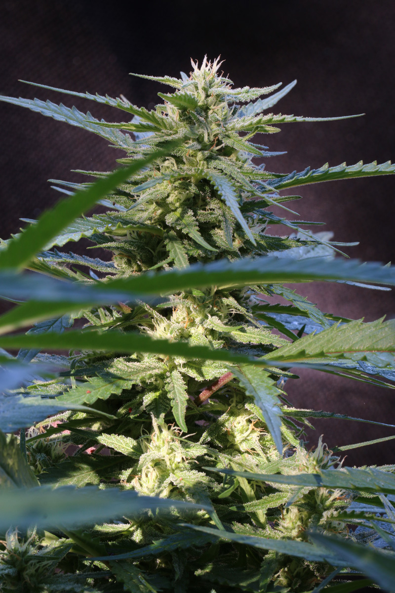 TGA Subcool Seeds - Jacked-Up (reg.)
