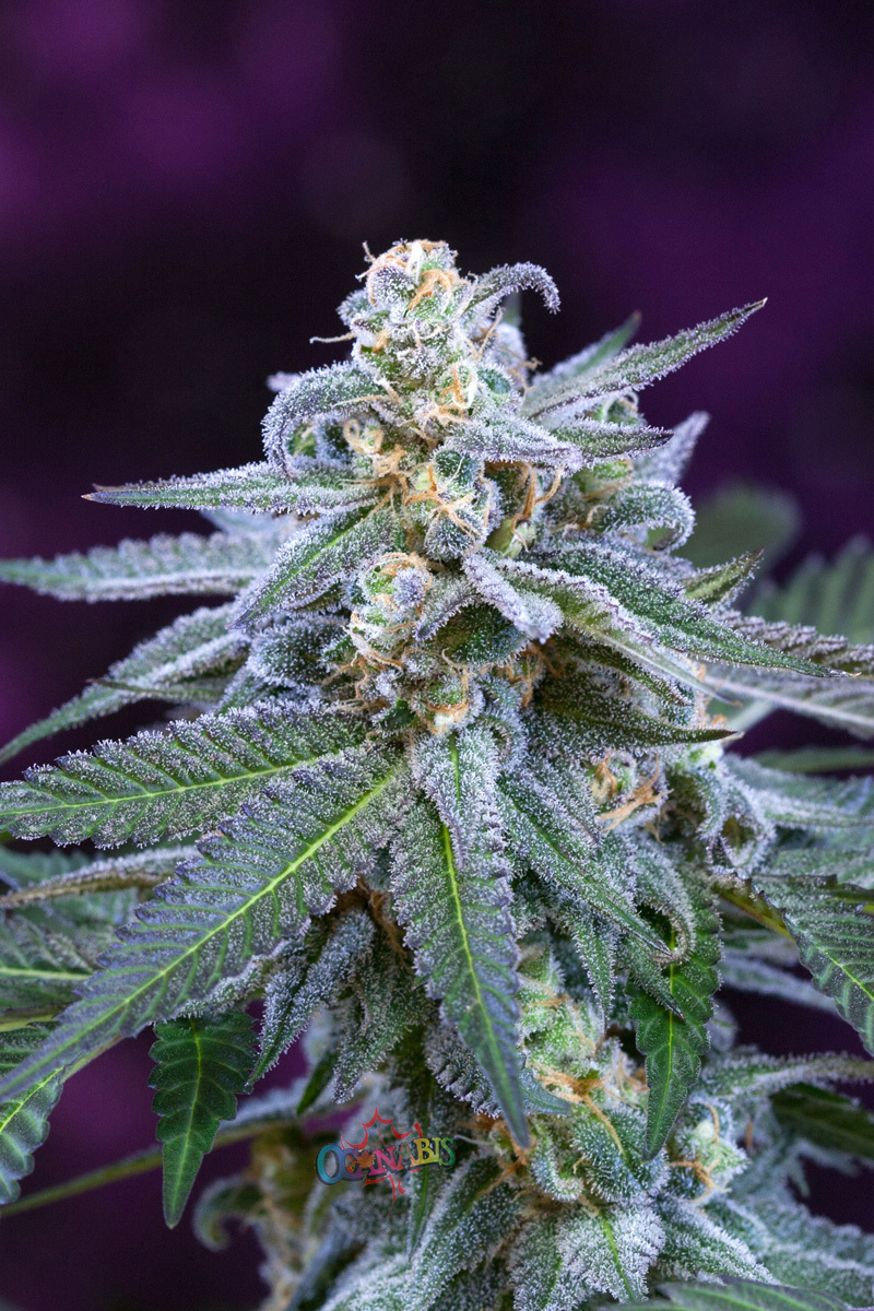 TGA Subcool Seeds - Killer Grape (reg.)