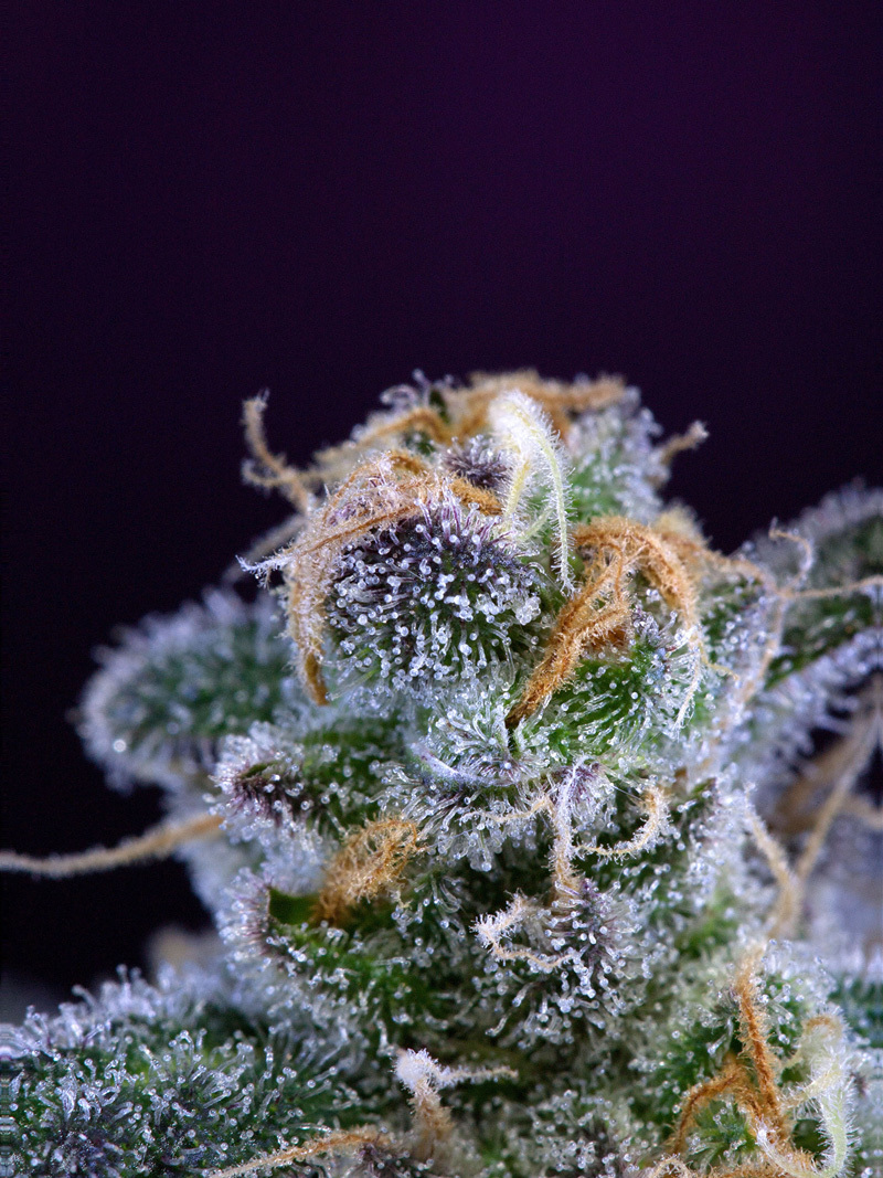 TGA Subcool Seeds - Killer Grape (reg.)