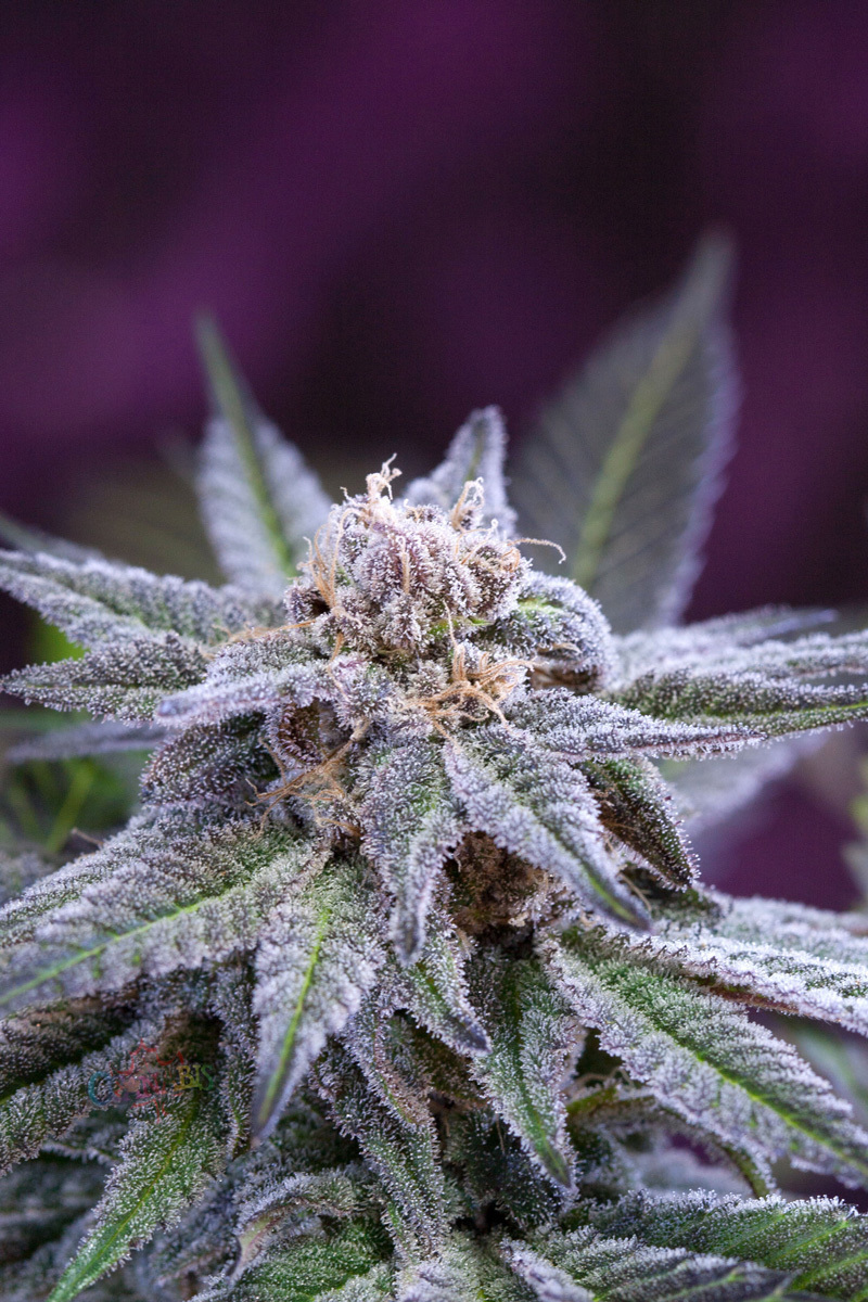 TGA Subcool Seeds - Killer Grape (reg.)