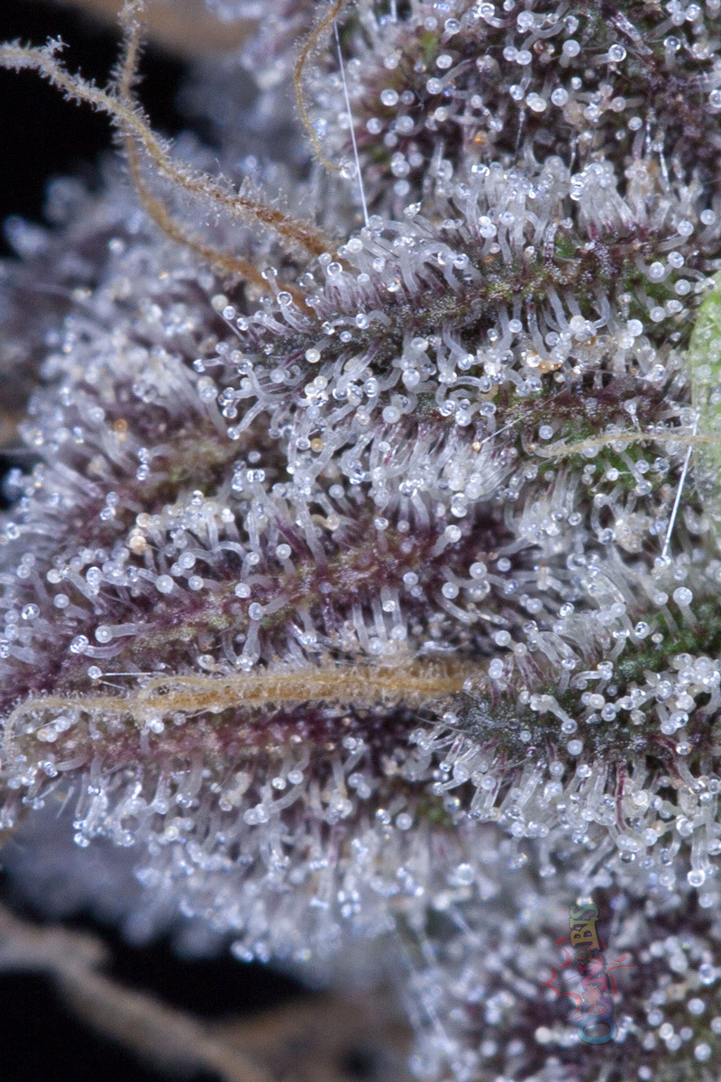 TGA Subcool Seeds - Killer Grape (reg.)