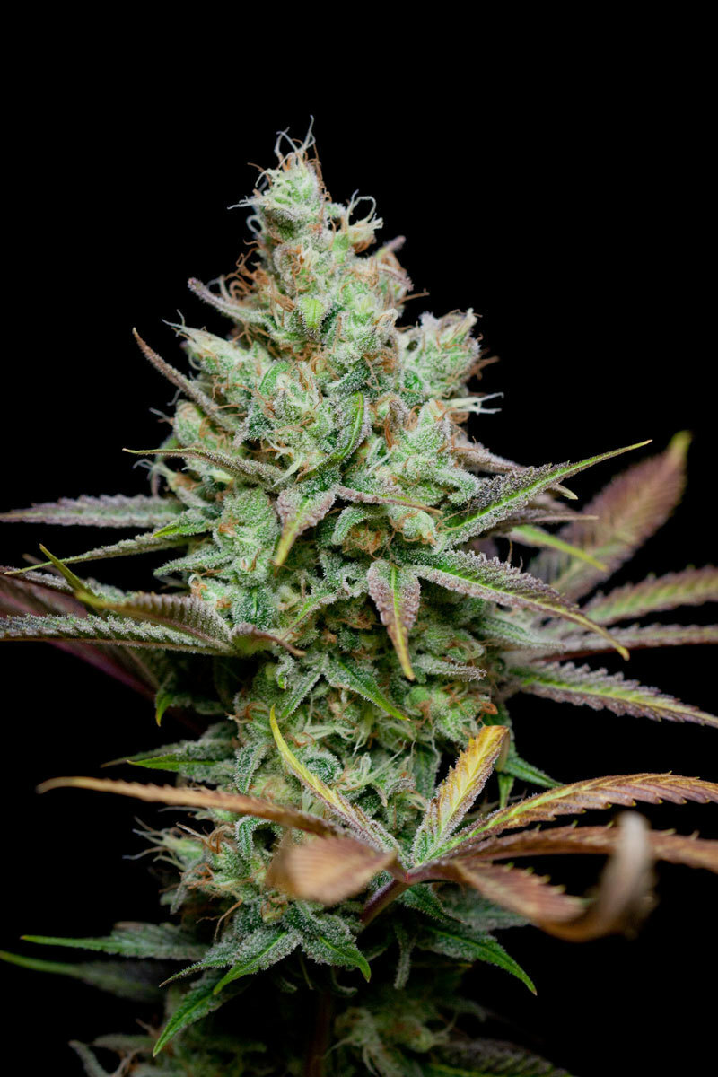 TGA Subcool Seeds - Pennywise (reg.)