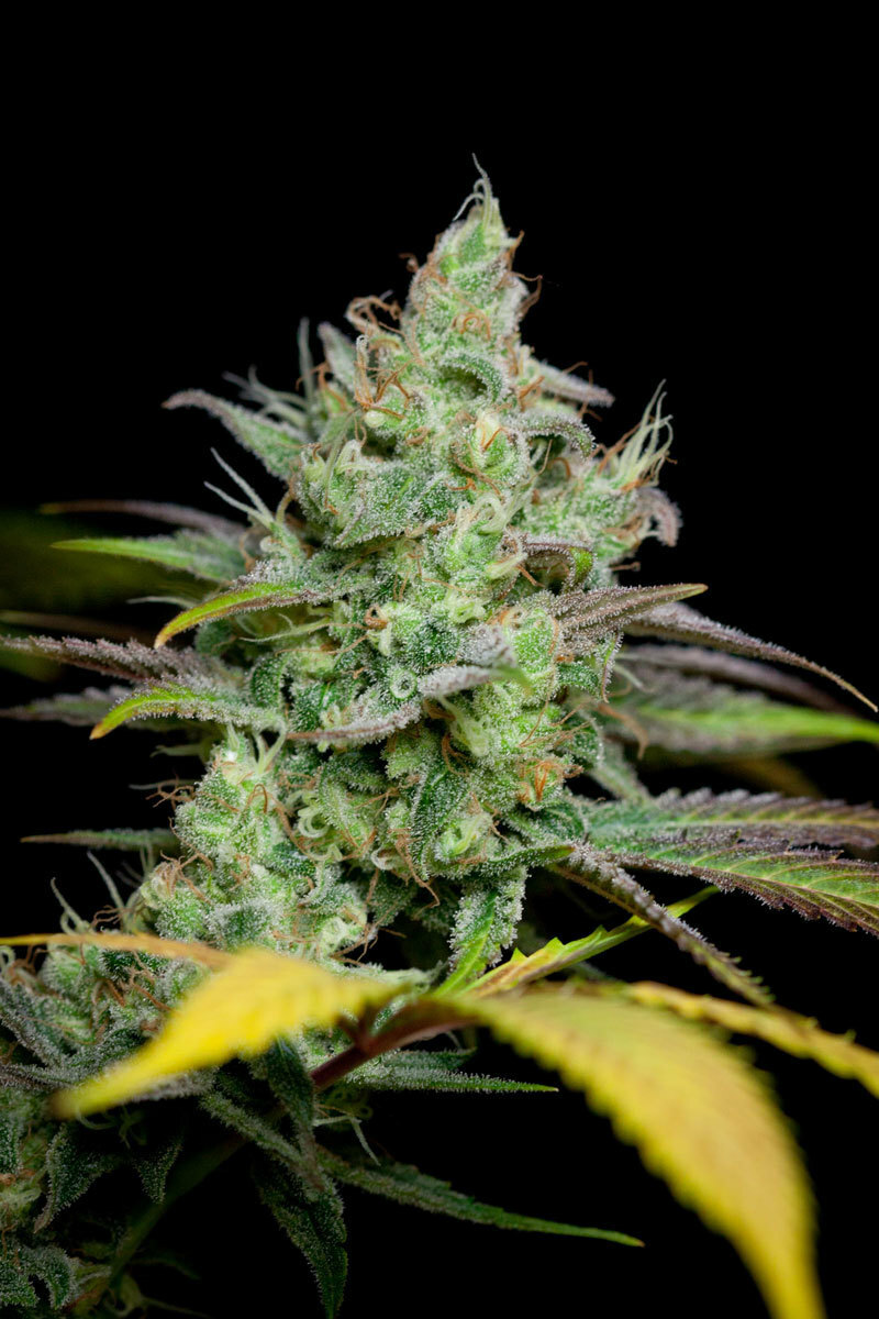 TGA Subcool Seeds - Pennywise (reg.)