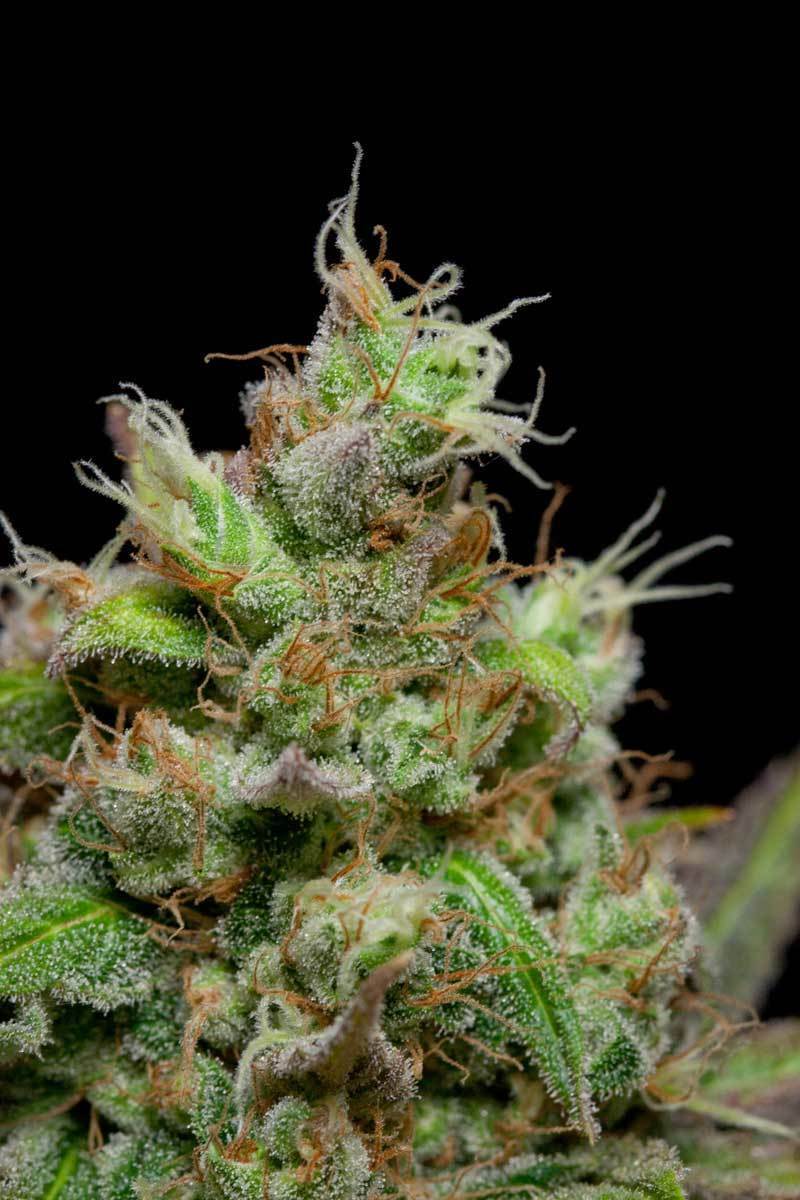 TGA Subcool Seeds - Pennywise (reg.)