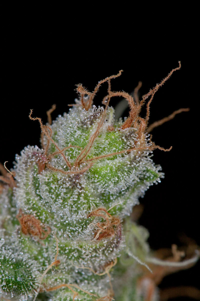 TGA Subcool Seeds - Pennywise (reg.)