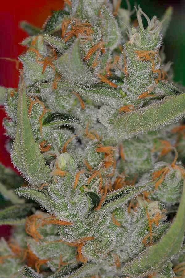 TGA Subcool Seeds - Space Bomb (reg.)