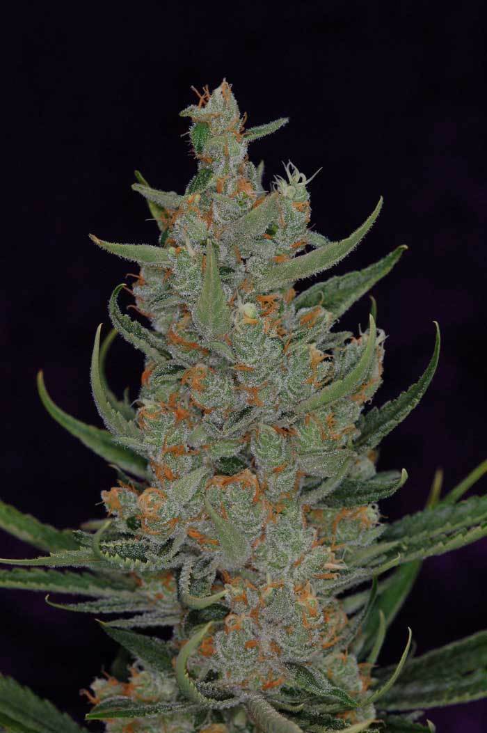 TGA Subcool Seeds - Space Bomb (reg.)