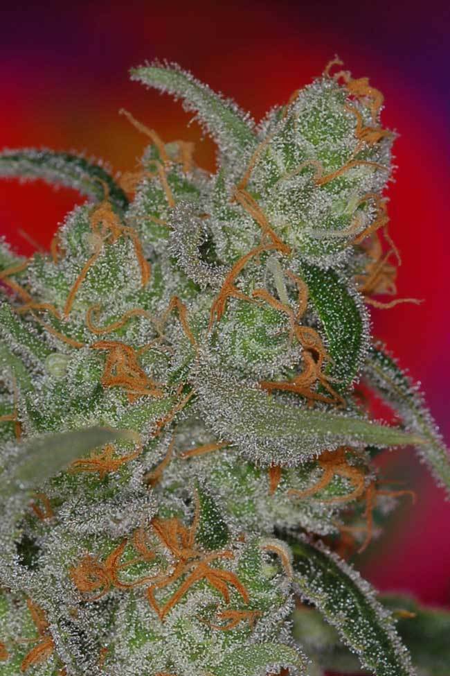 TGA Subcool Seeds - Space Bomb (reg.)