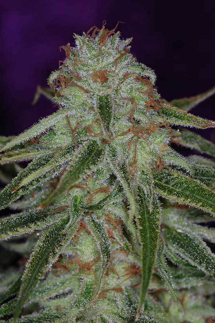 TGA Subcool Seeds - The &quot;Flav&quot; (reg.)