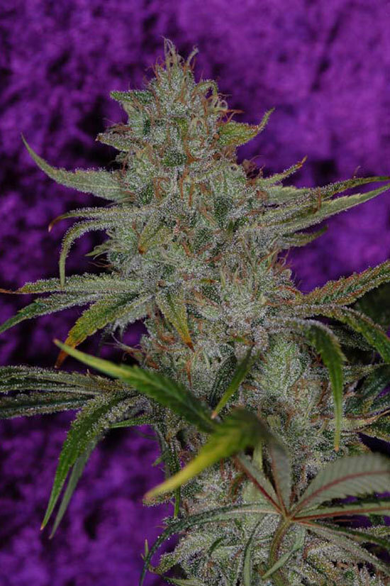 TGA Subcool Seeds - The &quot;Flav&quot; (reg.)