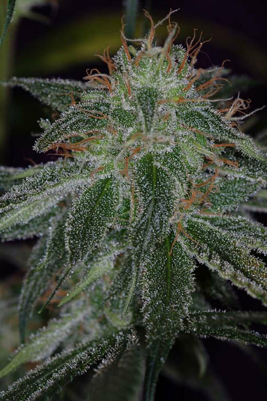 TGA Subcool Seeds - The &quot;Flav&quot; (reg.)