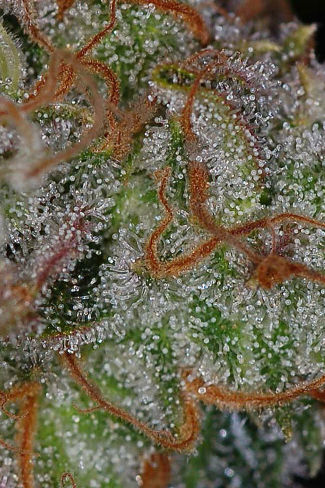 TGA Subcool Seeds - The &quot;Flav&quot; (reg.)