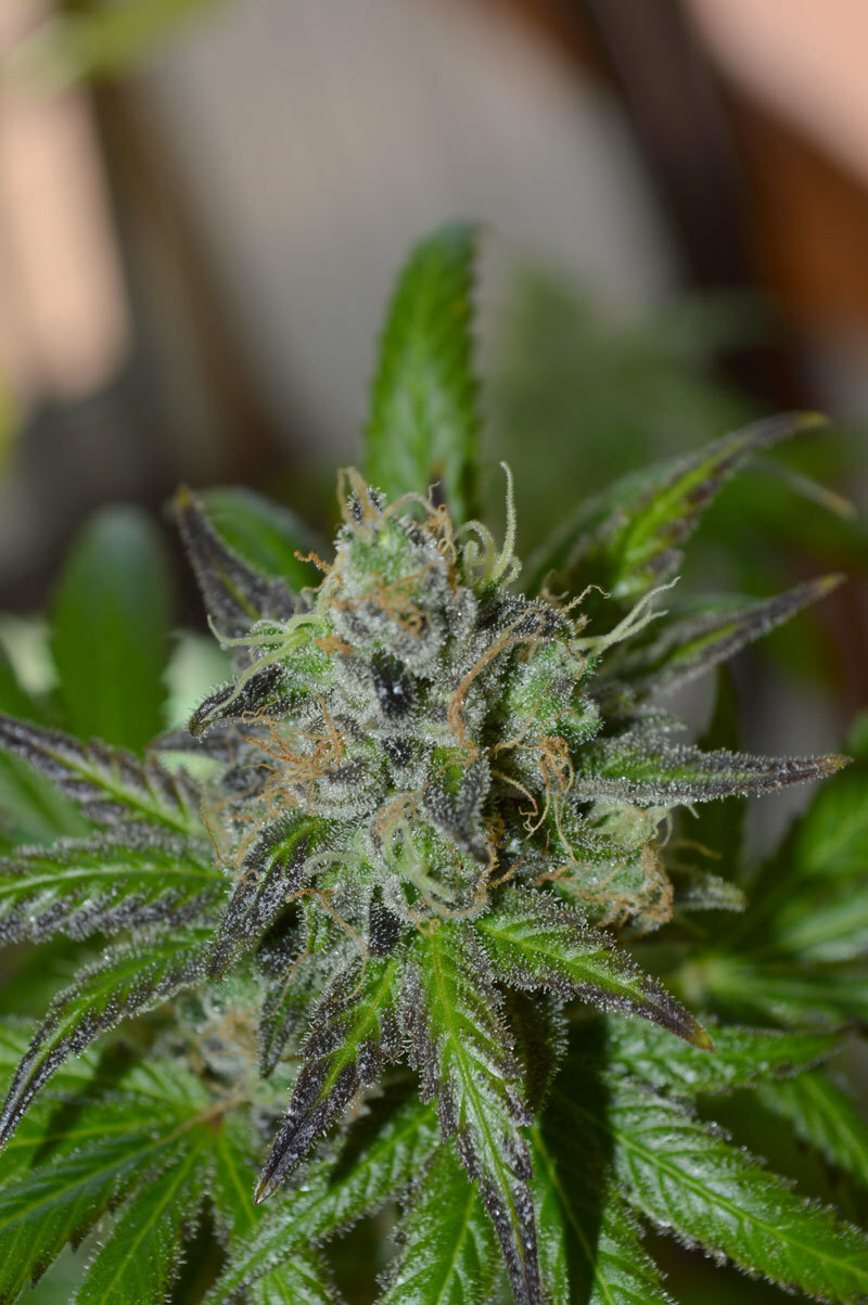 TGA Subcool Seeds - Space Candy (reg.) TGA Subcool Seeds - Space Candy (reg.)