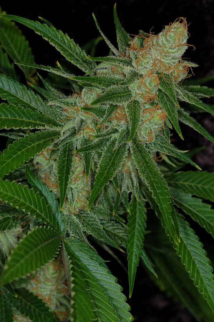 TGA Subcool Seeds - Vortex (reg.)