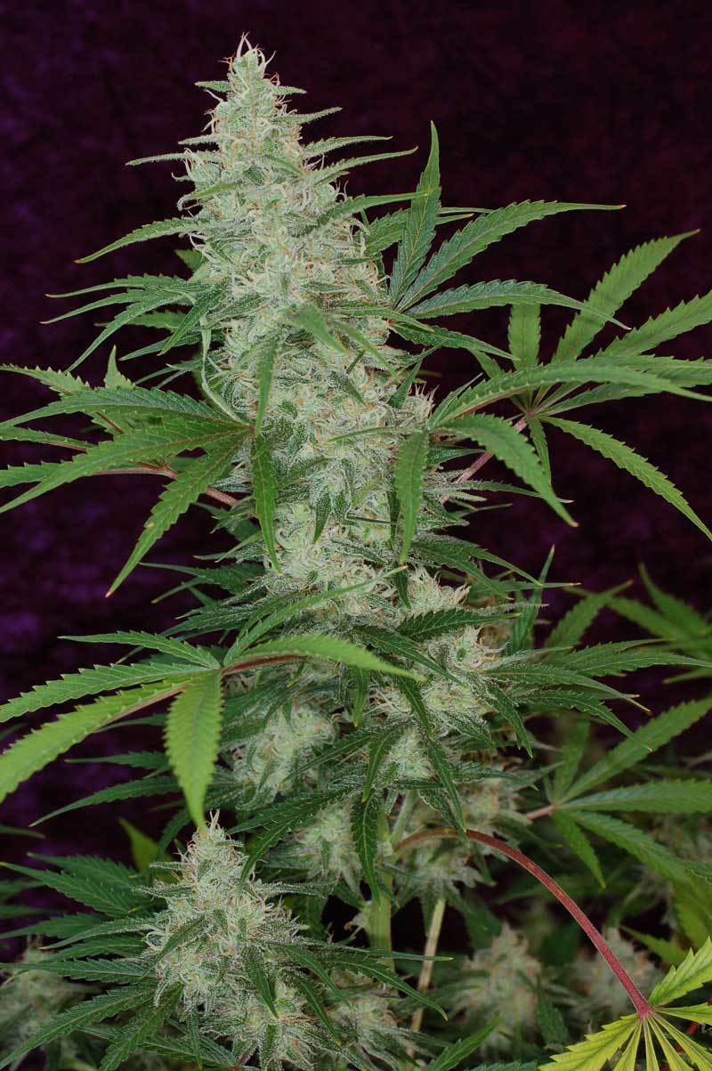 TGA Subcool Seeds - Vortex (reg.)
