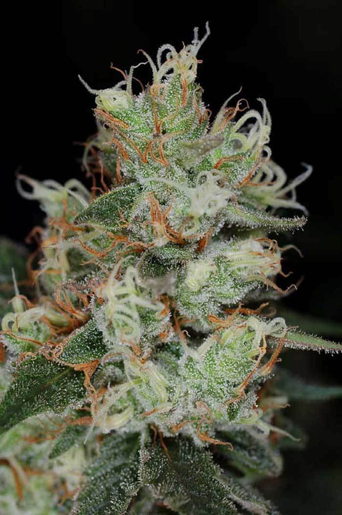 TGA Subcool Seeds - Vortex (reg.)