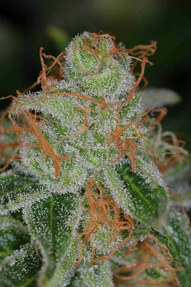 TGA Subcool Seeds - Vortex (reg.)