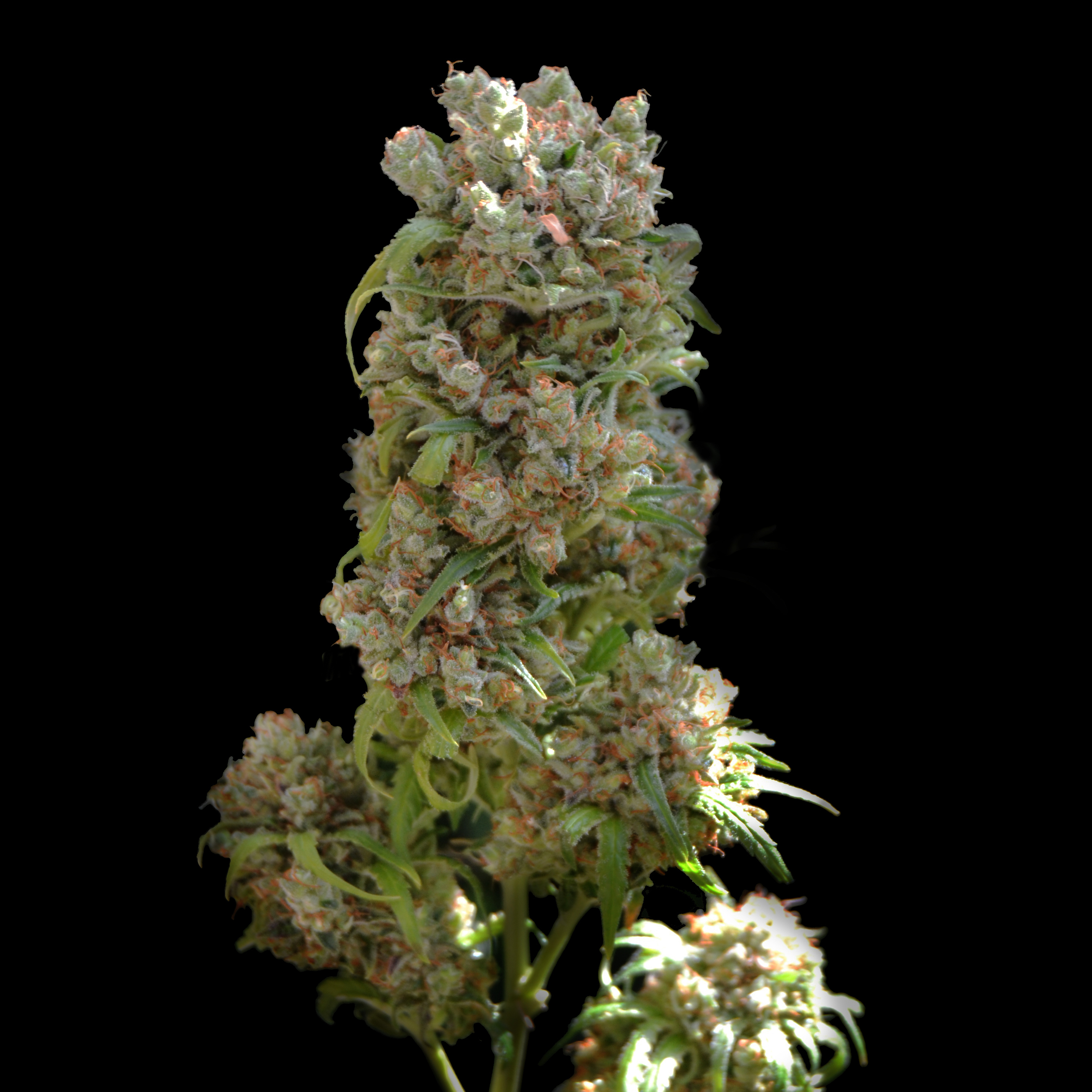 VIP Seeds - White Spanish (fem.)