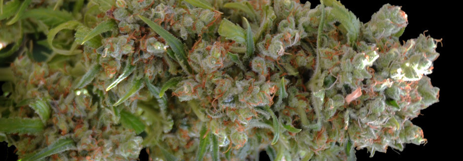 VIP Seeds - White Spanish (fem.)