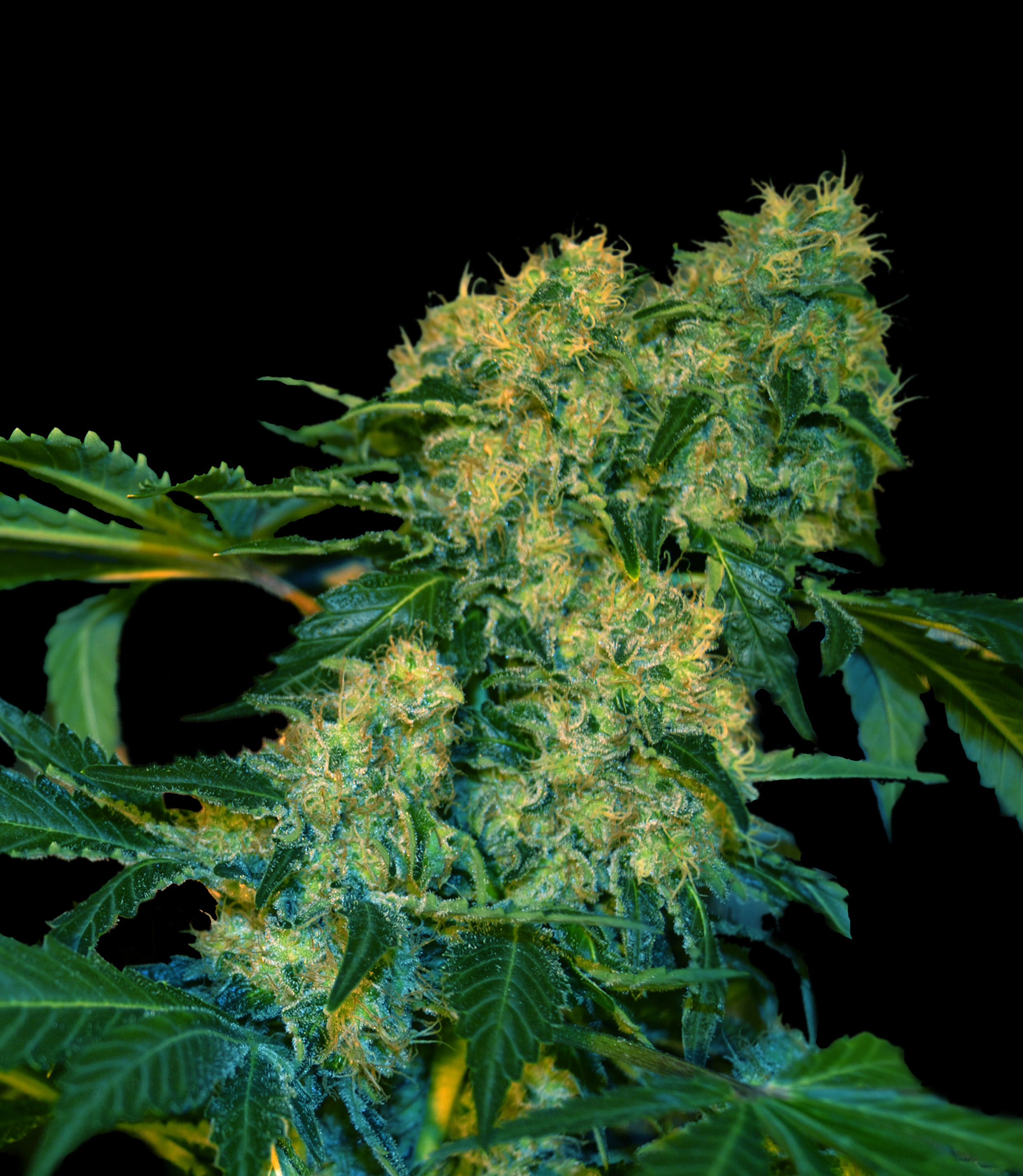 VIP Seeds - Chingis Khan (fem.)