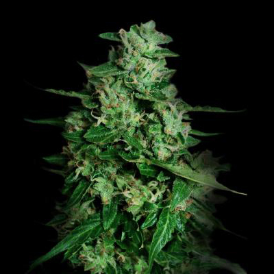 VIP Seeds - Northern Delights Auto (auto/fem.)