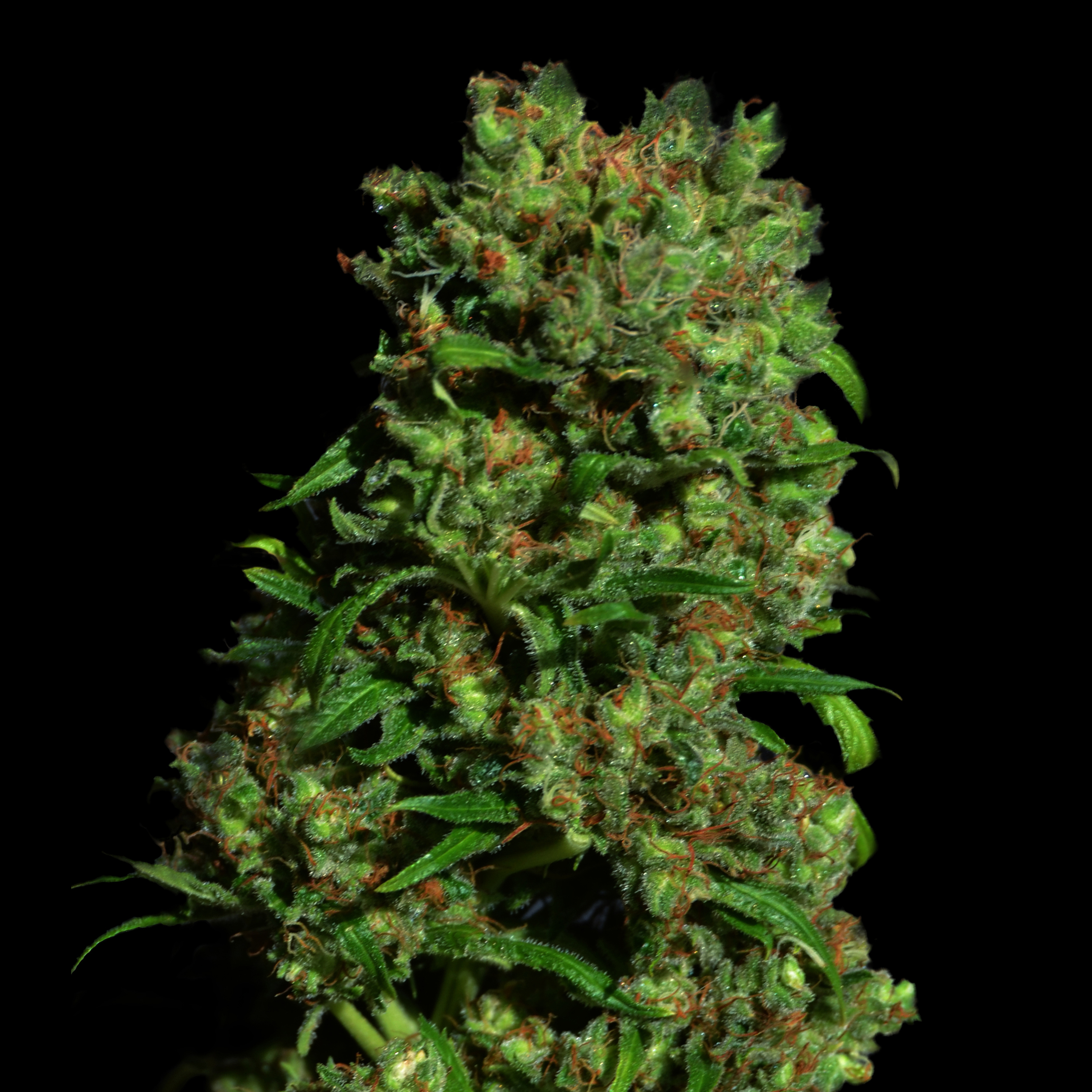 VIP Seeds - Critical VIP (fem.)