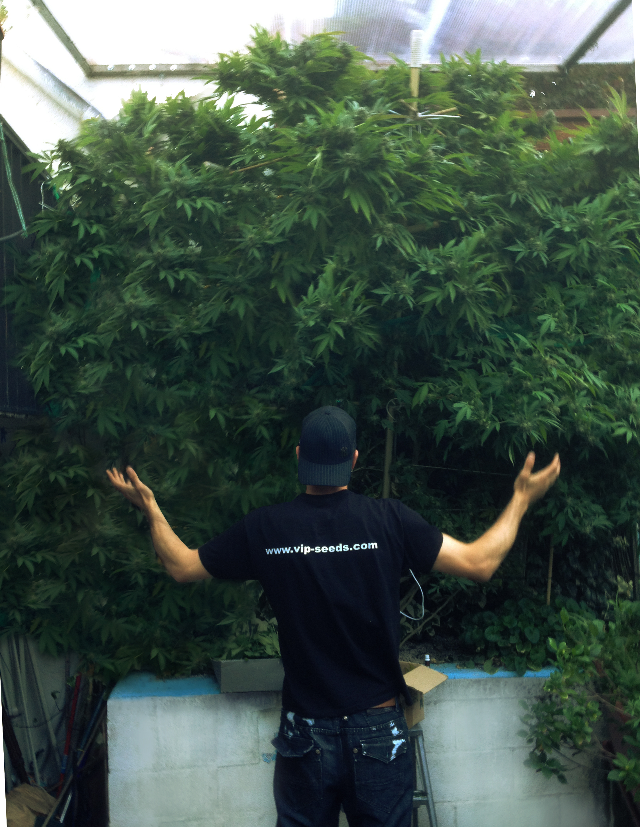 VIP Seeds - Tank (fem.)
