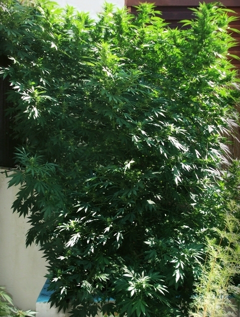 VIP Seeds - Tank (fem.)