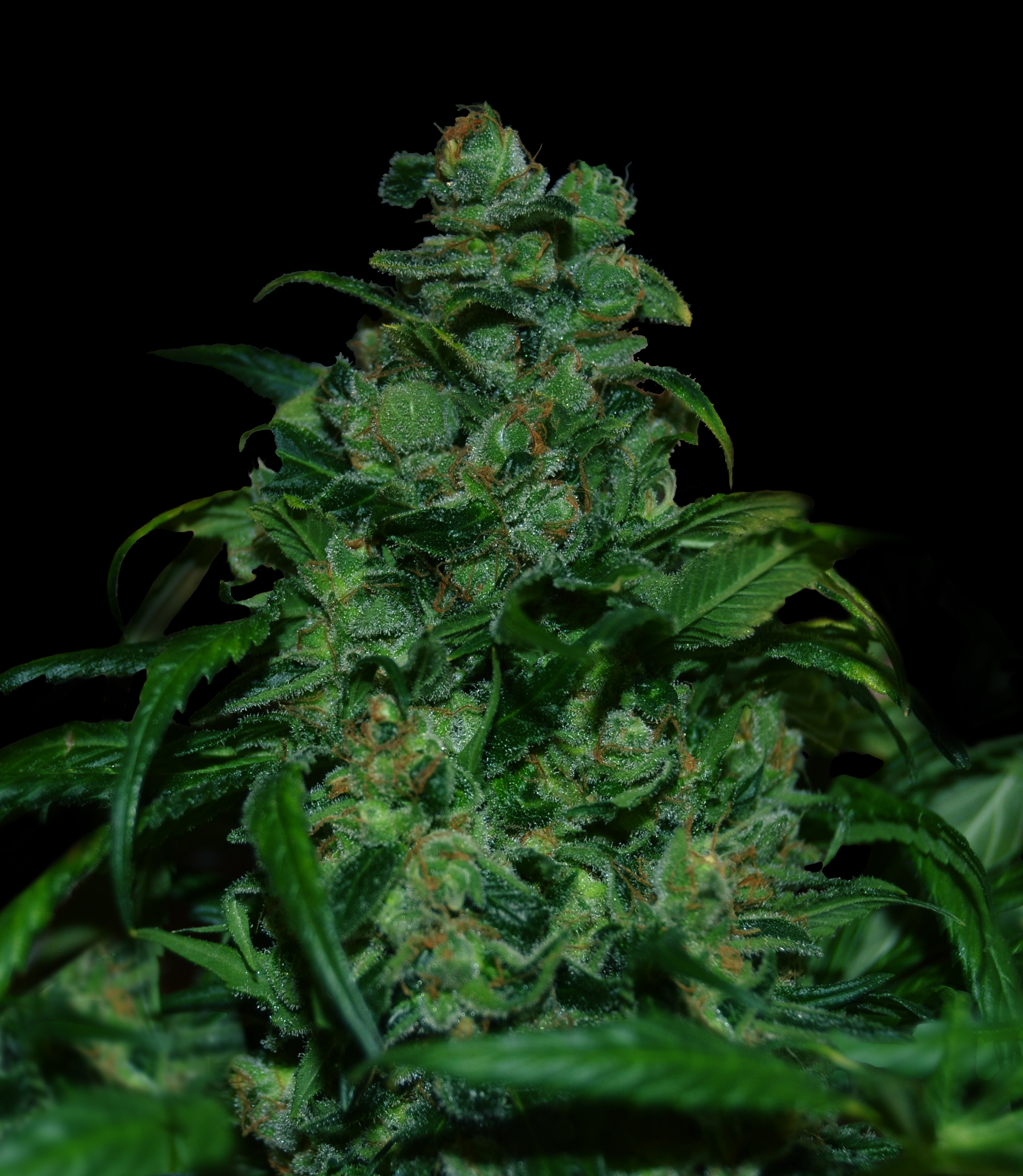VIP Seeds - Tank (fem.)