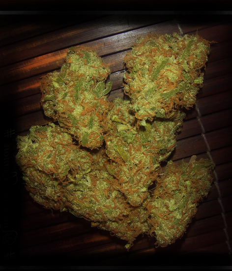 VIP Seeds - Amnezia VIP (fem.)