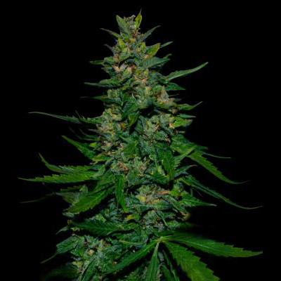 VIP Seeds - Timanfaya Auto (auto/fem.)