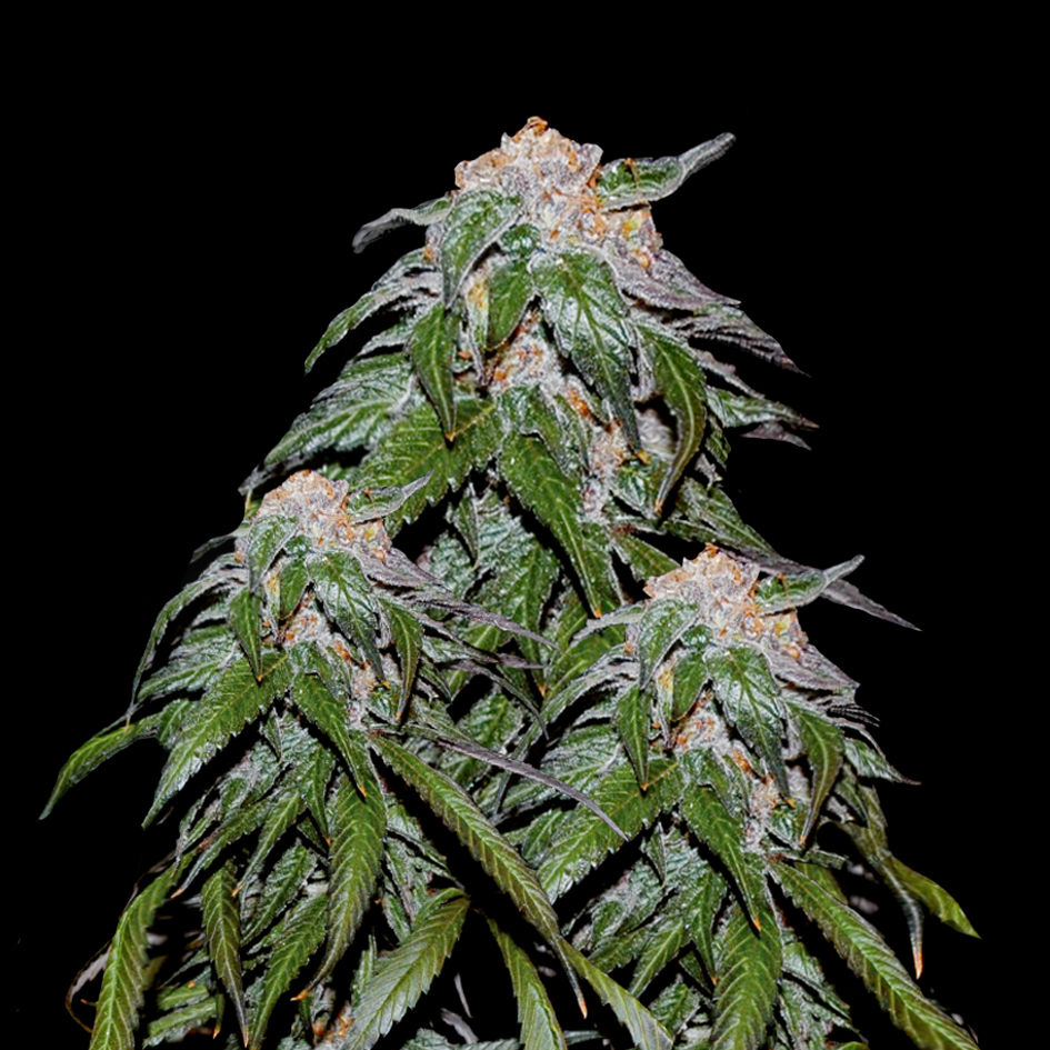 VIP Seeds - Medical VIP (fem.)