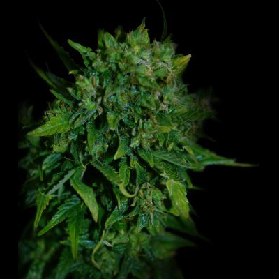 VIP Seeds - VIP Auto (auto/fem.)