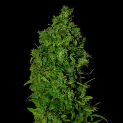 VIP Seeds - VIP Dwarf Auto (auto/fem.)