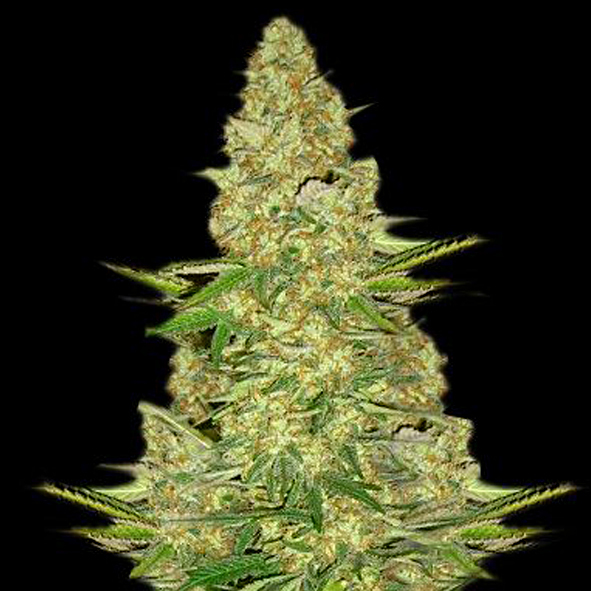 VIP Seeds - Power VIP (fem.)