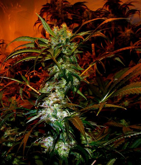VIP Seeds - VIP Haze (fem.)