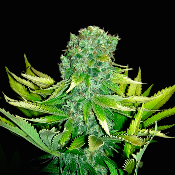 VIP Seeds - Auto Love Cheese (auto/fem.)