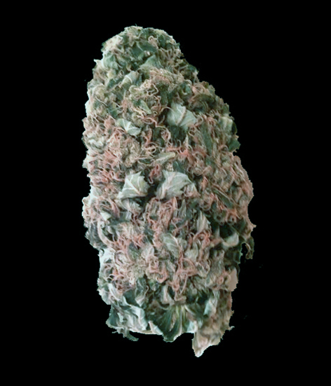 VIP Seeds - Mr. Fix (fem.)