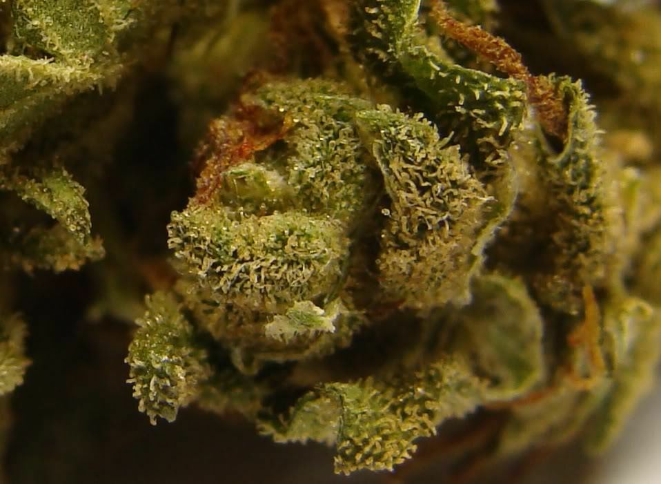 VIP Seeds - Auto Afghani (auto/fem.)