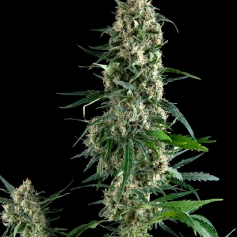 Pyramid Seeds - Amnesia Gold (fem.)